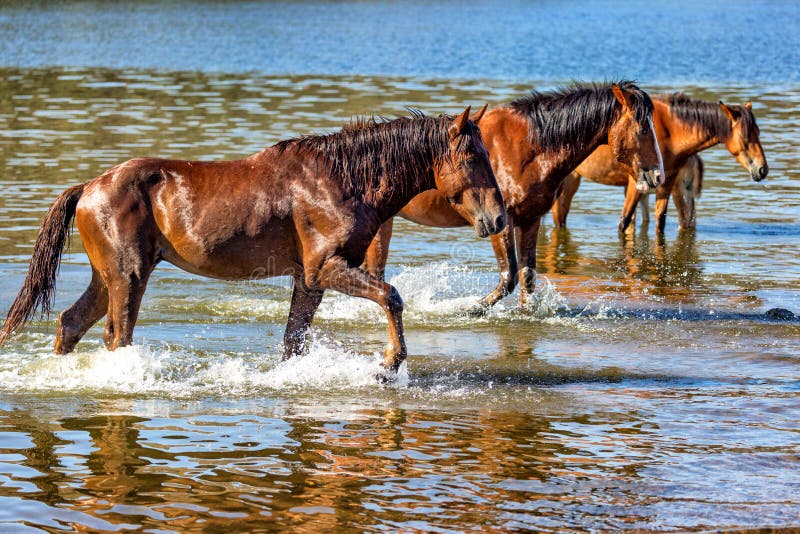 Wild Horses Walking in Arizona River