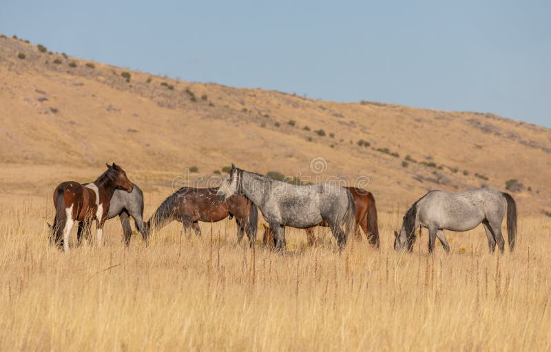 Herd of Wild Horses in Fall in Utah Stock Photo Image of onaqui