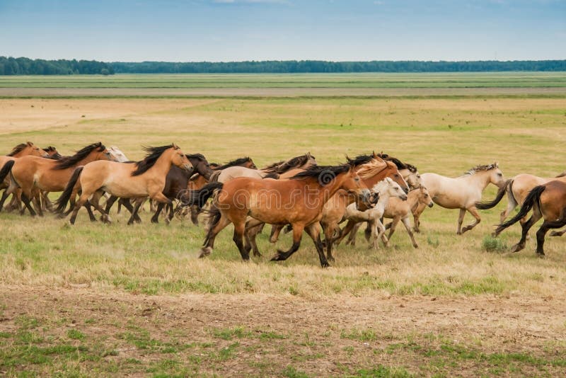 A herd of wild horses run across the field