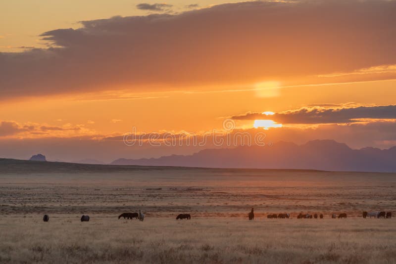 Herd of Wild Horses at Sunset Stock Photo Image of wild, sunrise