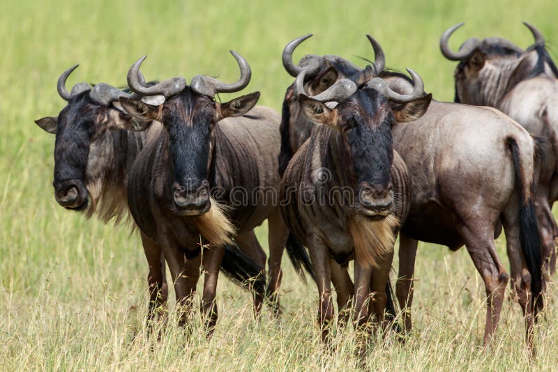 A Herd of Wildebeest in the Serengeti Stock Photo - Image of safari,  migration: 132443520