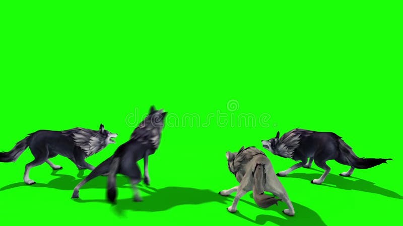Herd of Wolves Attack Back 3D Rendering Green Screen Animals