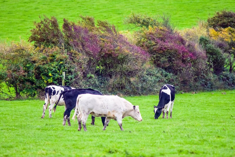 Herd of Dairy Cow Breeding in Spring Pasture Stock Image Image of