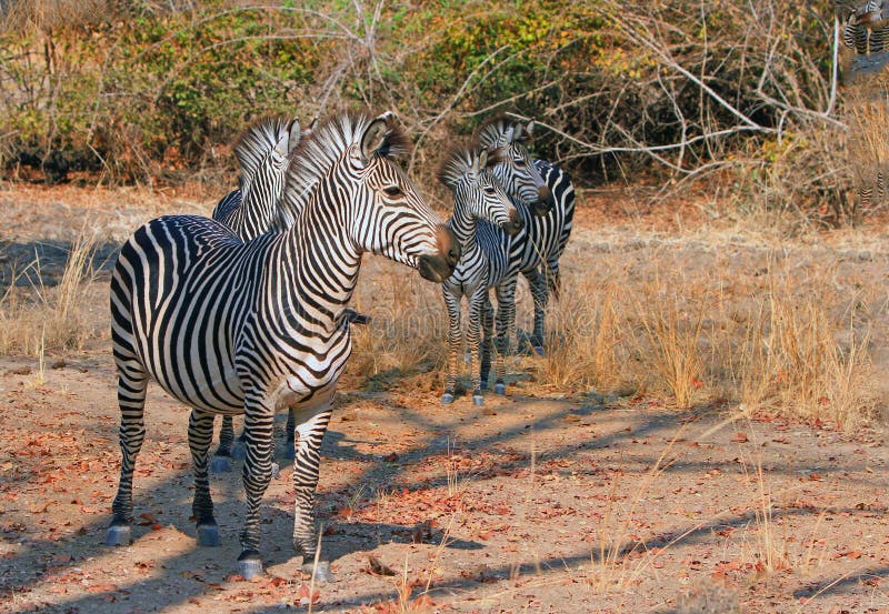 Herd of Zebra looking alert while standing in the bush, south luangwa national park, zambia