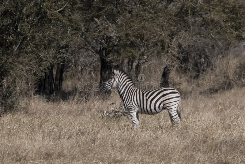 Herd Of Zebras In The African Savannah Stock Image Image Of Mammal Tourism 234996505