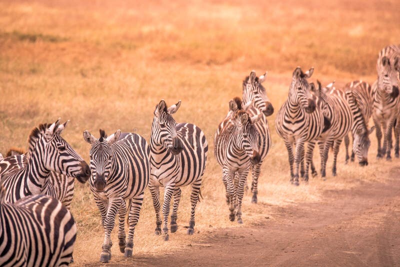 Herd of zebras in african savannah. Zebra with pattern of black and white stripes. Wildlife scene from nature in Africa. Safari in