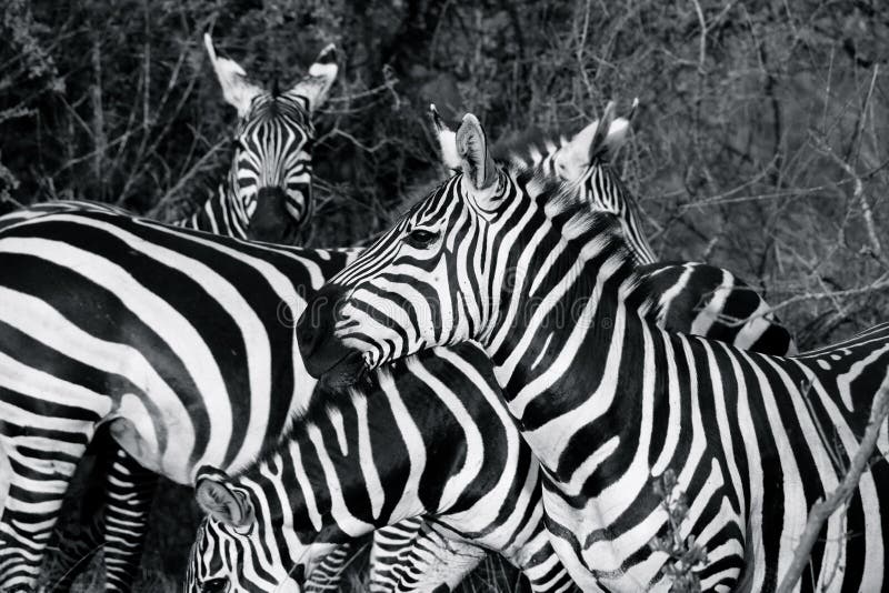 Zebras black and white stock image. Image of meadow, masai 7324423