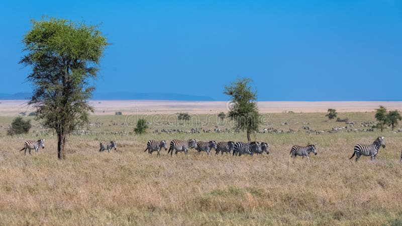 Herd of zebras in the savannah stock photos Herd of zebras in the savannah stock photos