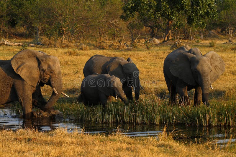 Herde des Trinkens der afrikanischen Elefanten stockfotografie Herde des Trinkens der afrikanischen Elefanten stockfotografie