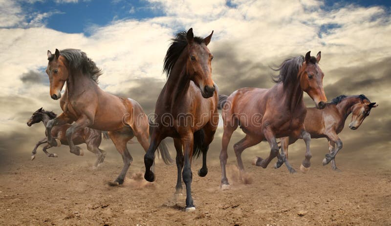 Herde von Pferden lizenzfreies stockbild Herde von Pferden lizenzfreies stockbild