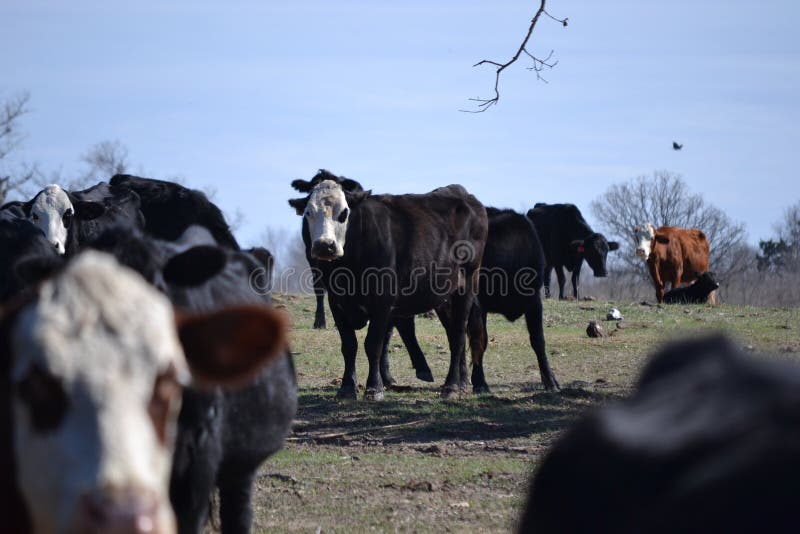 Herde von Rindfleisch-Kühen stockfotografie Herde von Rindfleisch-Kühen stockfotografie