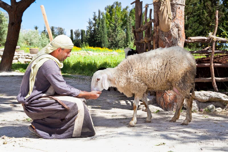 Herder voer zijn schapen