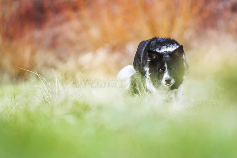 Herding Border Collie on the Green Meadow and Orange Background, Very Low Depth of Field. Black and White Dog.