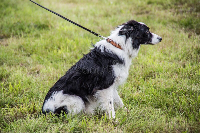 White Herding Dog Moves Four Sheep Ovis Aries through Field Stock Image