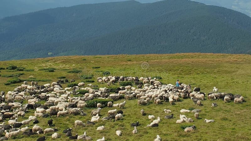 Herdmen и стадо овец на горе pasture Весьма рискованное предприятие Табун овец пася на злаковике carpathians