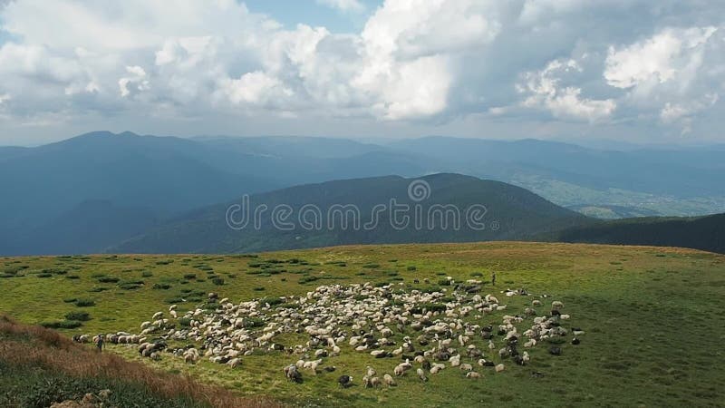 Herdmen клоня стадо овец Весьма рискованное предприятие Табун овец пасет на выгоне горы Украинская природа