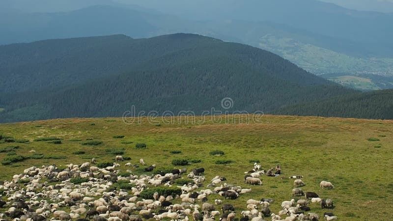 2 herdmen при собаки защищая стадо овец Зеленый выгон в горах Карпатов на лете Весьма рискованное предприятие