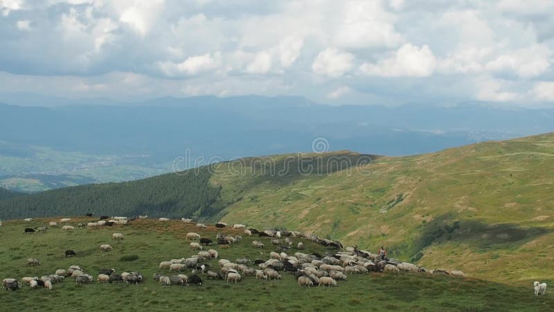 2 herdmen управляя стадом овец вниз с зеленых холмов Большие белые облака на зеленых горах Карпат