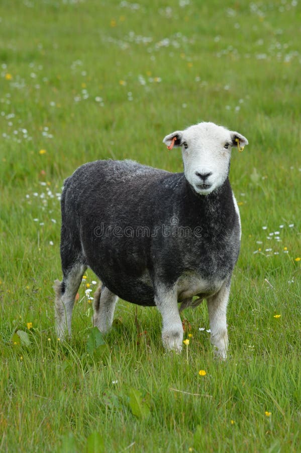 Herdwick Sheep stock image. Image of breed, long, smooth 77880973
