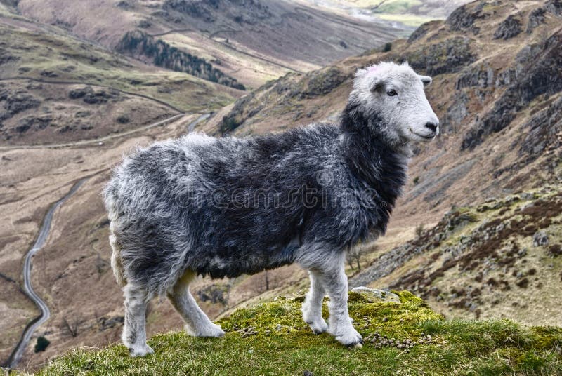 Herdwick Sheep stock image. Image of breed, long, smooth 77880973