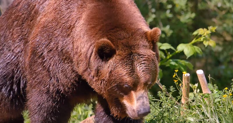 The Brown Bear Is Very Dangerous Stock Image Image Of Reserve the-brown-bear-is-very-dangerous-stock-image-image-of-reserve