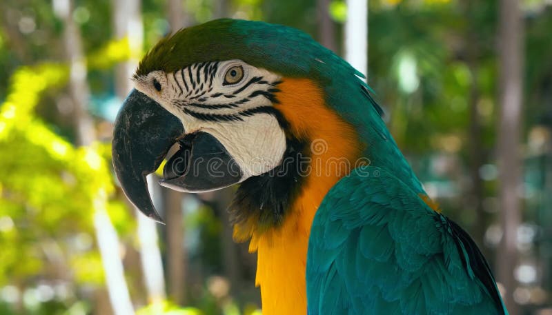 A very beautiful parrot in nature in Australia. royalty free stock photos A very beautiful parrot in nature in Australia. royalty free stock photos