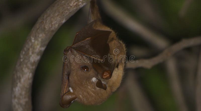 are bats nocturnal or crepuscular are bats nocturnal or crepuscular