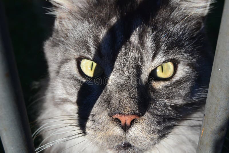 A gray cat with the shadow of a railing stock photo A gray cat with the shadow of a railing stock photo