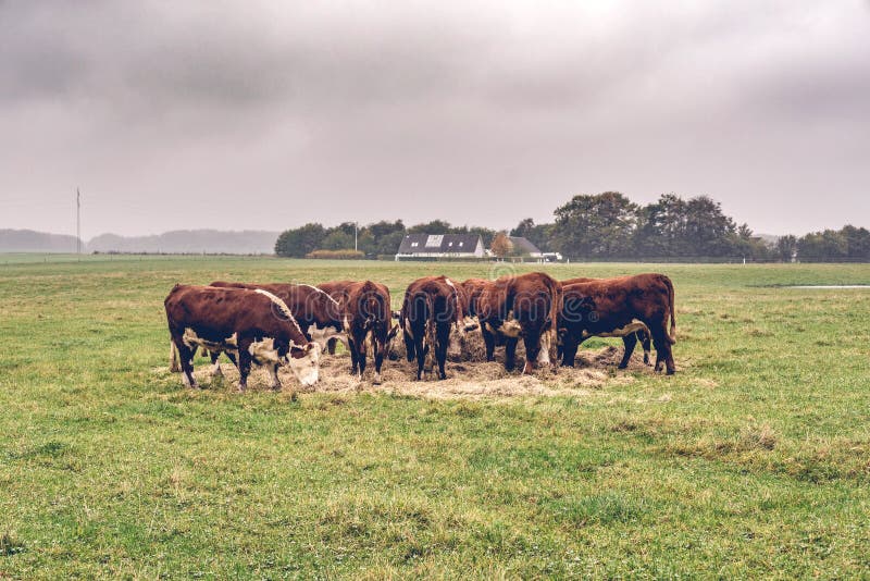 Hereford acobarda comer o feno em um campo verde imagem de stock royalty free Hereford acobarda comer o feno em um campo verde imagem de stock royalty free