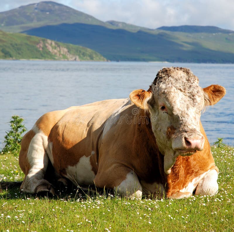 Large breeding bull. Island of Jura Scotland. Large breeding bull. Island of Jura Scotland