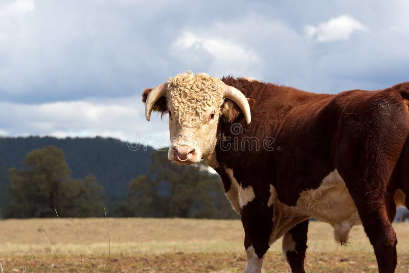 Hereford bull.