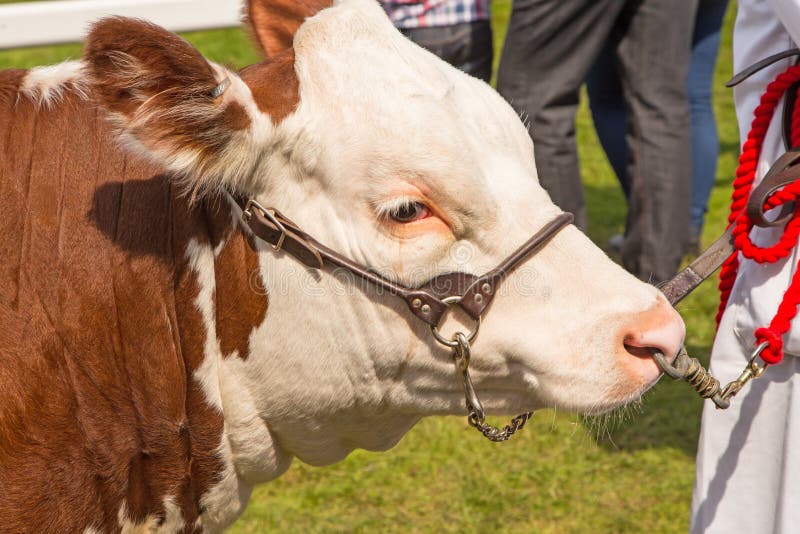 A Hereford bull, titulkov vstup na tradičné kraj zobraziť.