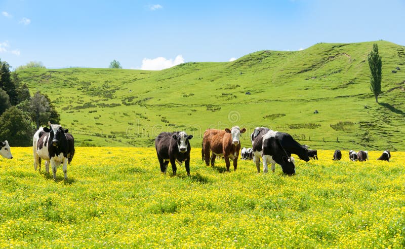 Hereford cattle grazing a field of yellow buttercup in front of green hills. Hereford cattle grazing a field of yellow buttercup in front of green hills.