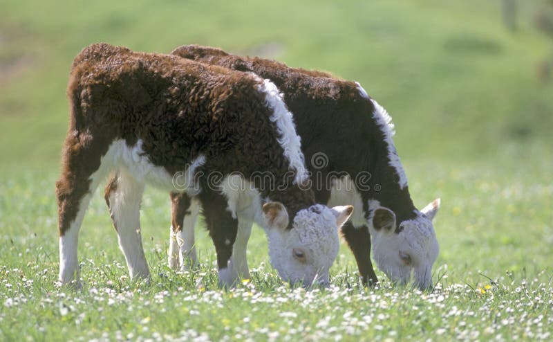 Hereford calves twins grazing stock images Hereford calves twins grazing stock images