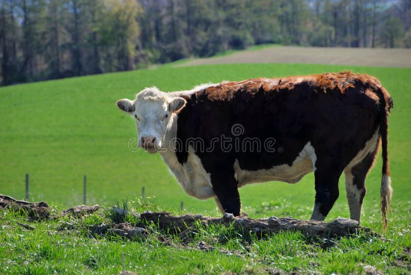 Hereford cow royalty free stock photography Hereford cow royalty free stock photography