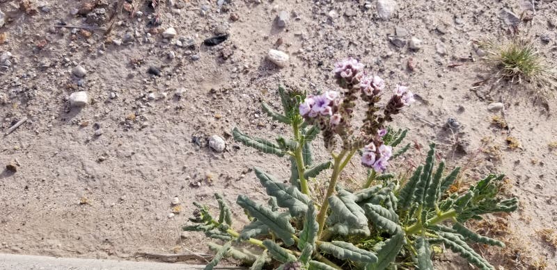 Herein summen Blumen laut stockfotografie Herein summen Blumen laut stockfotografie