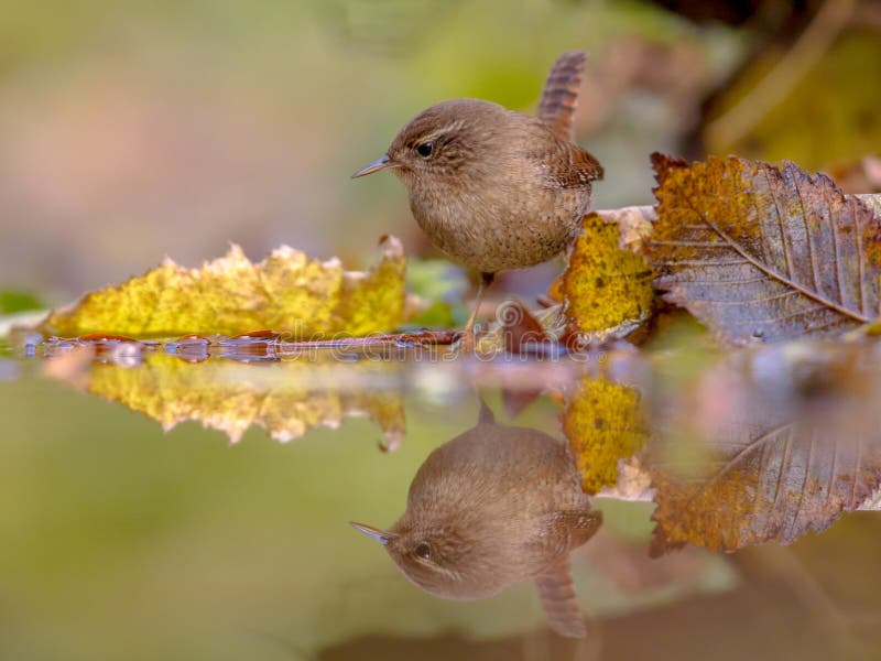 Herfst van het bezinnings kleurde de Europees-Aziatische winterkoninkje bladeren royalty-vrije stock fotografie Herfst van het bezinnings kleurde de Europees-Aziatische winterkoninkje bladeren royalty-vrije stock fotografie