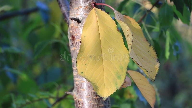 Herfstbladeren op een kersenboom in de tuin dicht