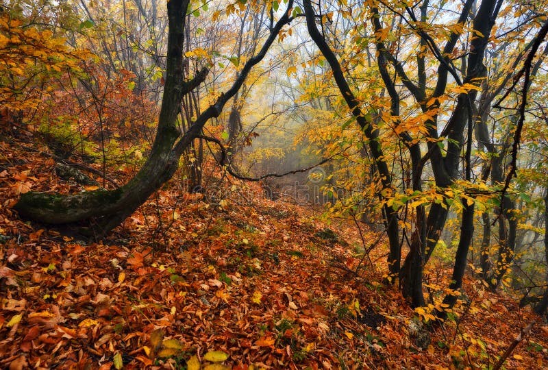 Herfstbos stock afbeeldingen