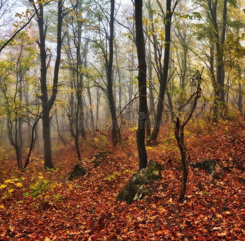 Herfstbos royalty-vrije stock afbeelding