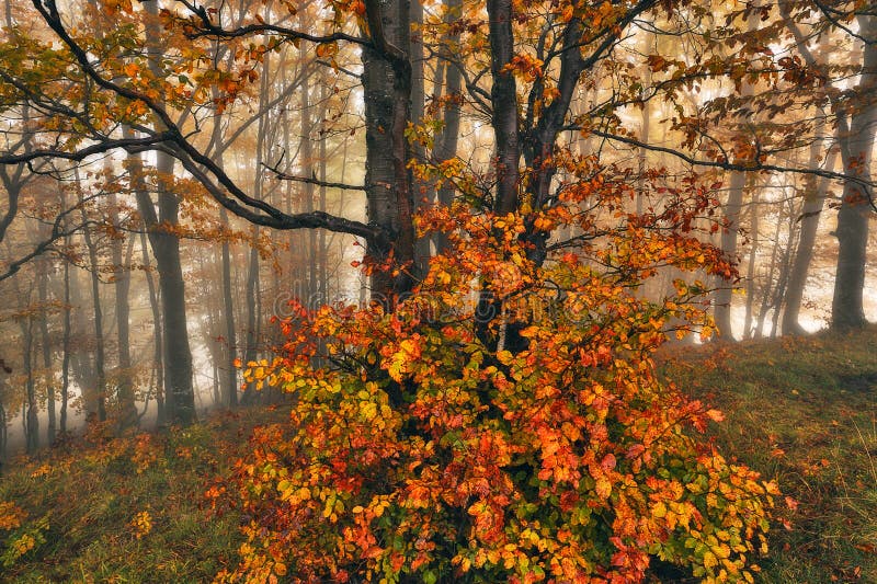 Herfstbos royalty-vrije stock foto's