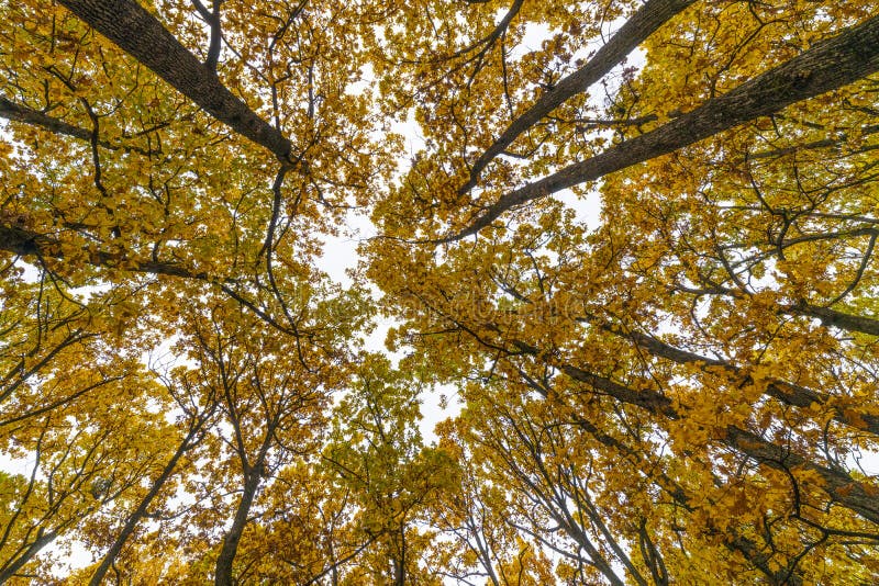 Herfstlandschap met bomen in het bos stock foto