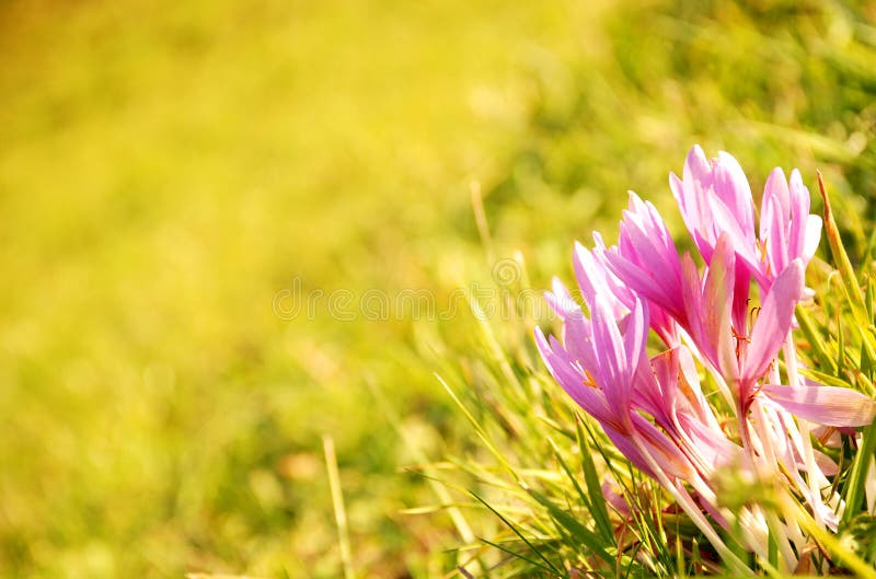 Herfstkrokussen royalty-vrije stock fotografie