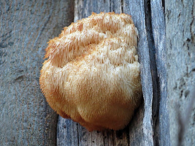 Hericium erinaceus, Bearded Tooth