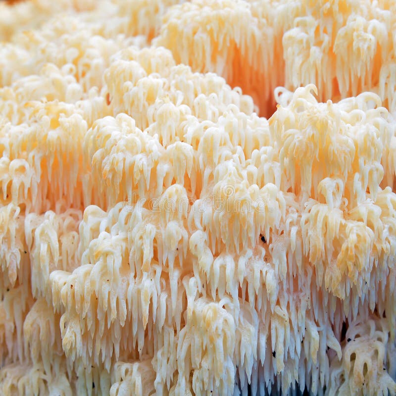 Hericium erinaceus fungus