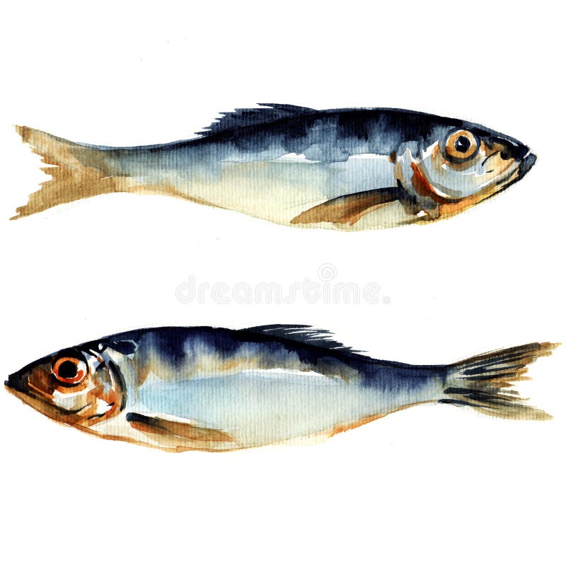 Heringfische. Aquarellmalerei vektor abbildung Heringfische. Aquarellmalerei vektor abbildung