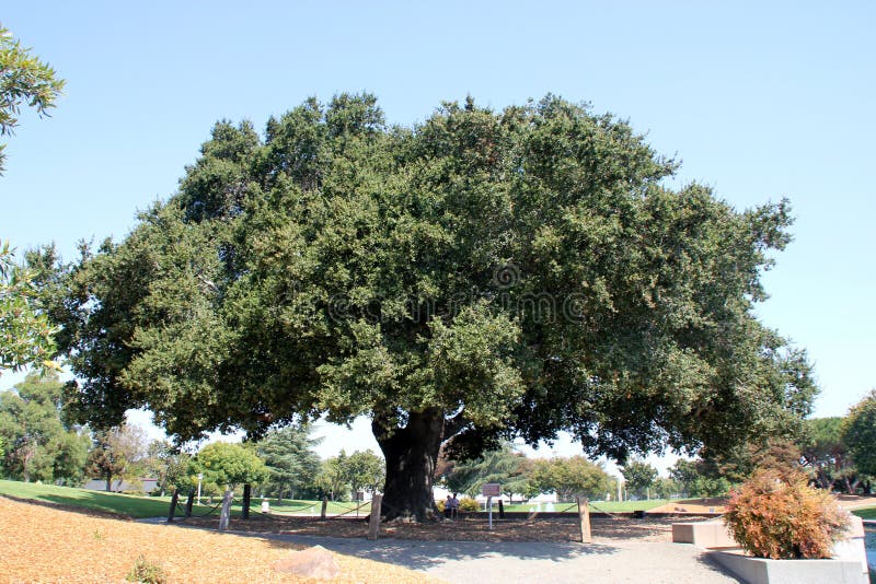 Heritage Tree, Coast Live Oak, Ficus agrifolia, Remington Park, Sunnyvale, CA, a massive more than 250 years old, the source of older name Encinal in Spanish for Sunnyvale.