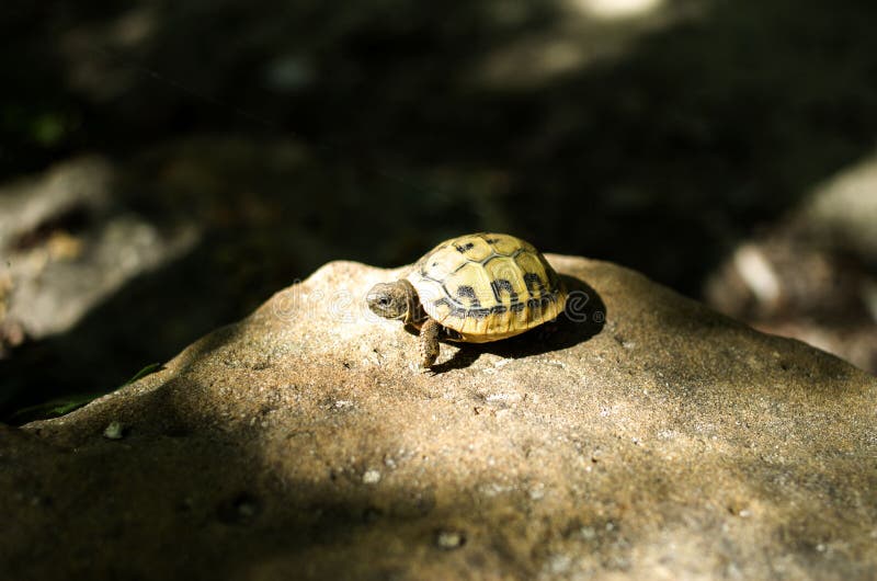 Hermann s tortoise baby on sunny stone