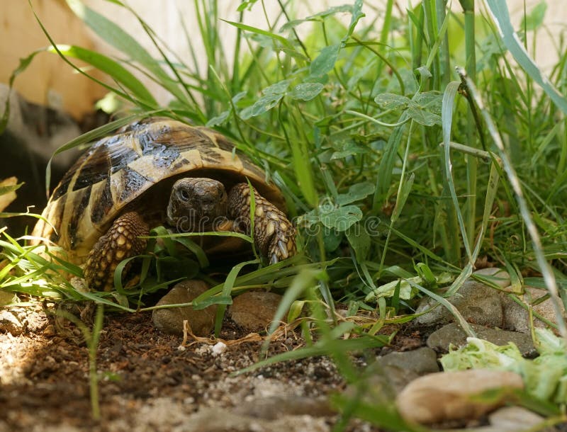 Hermann` S Tortoise in Tortoise Enclosure 1 Stock Image Image of breeze, animal 251765743