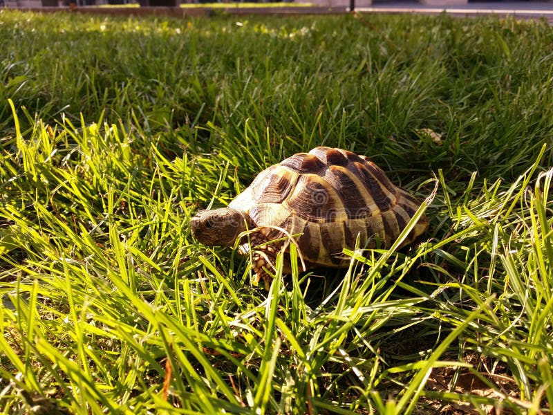 Hermann Tortoise Food A Comprehensive Guide to Optimal Nutrition Hermann Tortoise Food A Comprehensive Guide to Optimal Nutrition